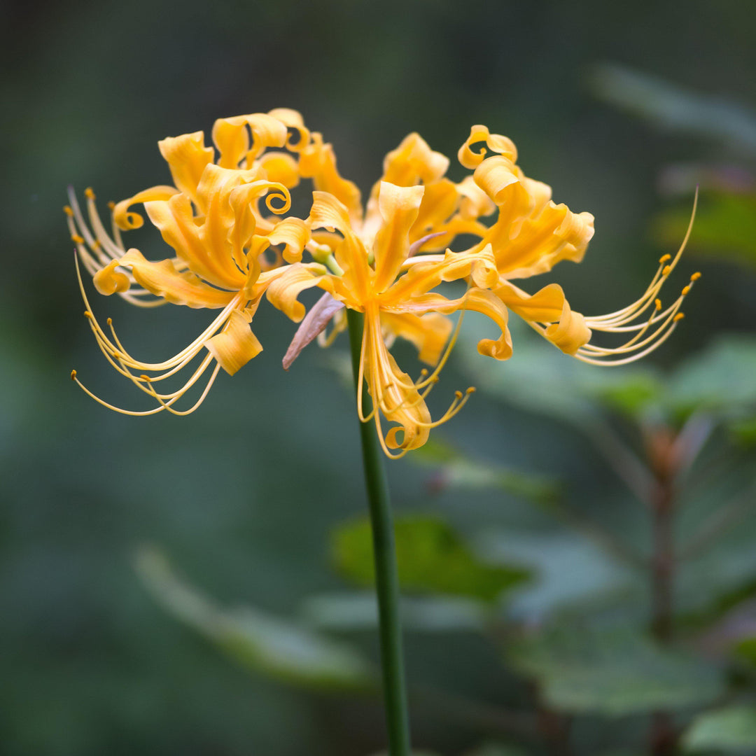spider lily seed Lycoris Radiata Flower Seeds – Heirloom Non-GMO Spider Lily Seeds for – Neeraseeds