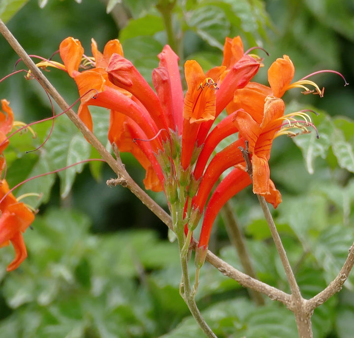 Heirloom Orange Cape Honeysuckle Flower Seeds, Non-GMO Vibrant Blooms for Planting