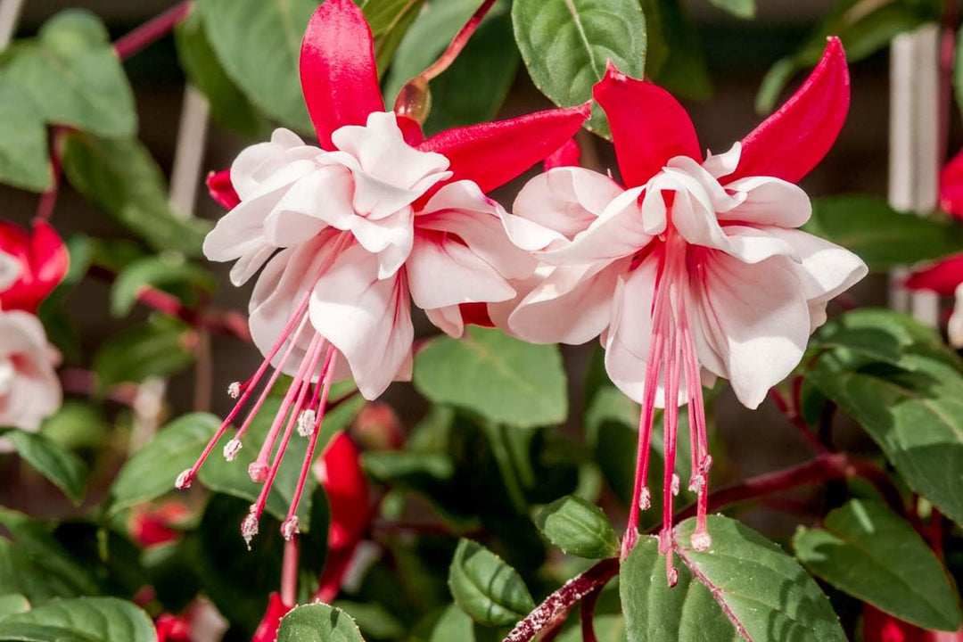 Heirloom Non-GMO Fuchsia Flower Seeds – Vibrant Hanging Baskets & Garden Planting