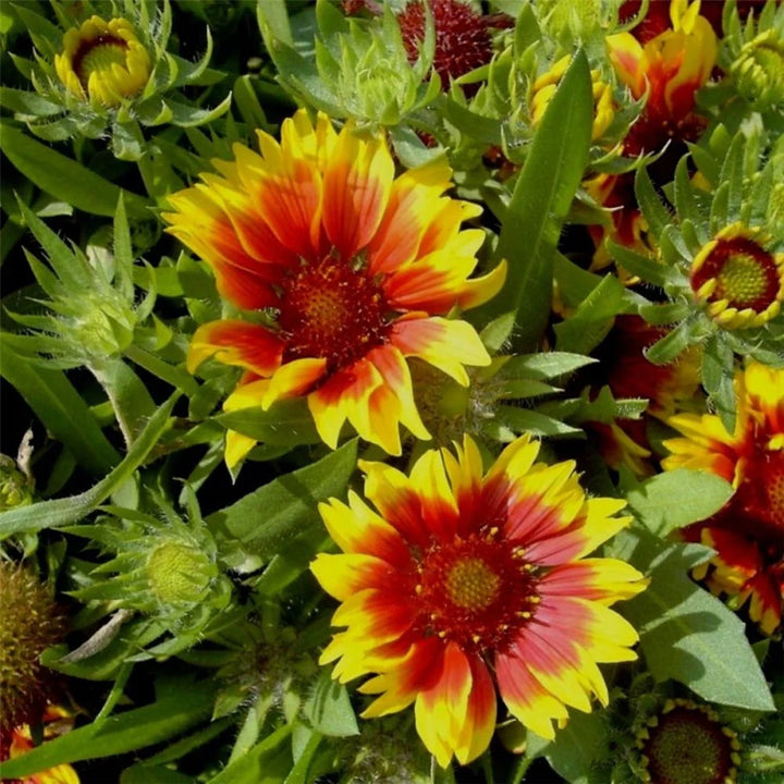 Gul Orange Aristata Blomsterfrø til udplantning, 100 stk