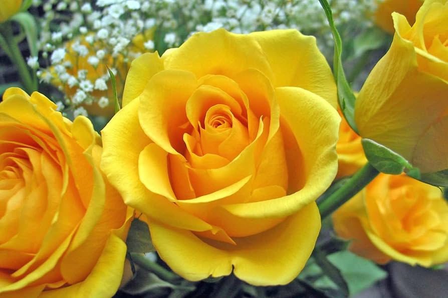 Deep Yellow Rose Flower Seeds for Planting, 100 pcs