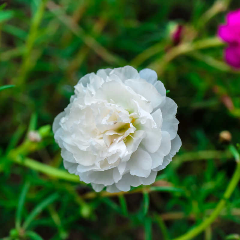 White & Pink Romantic Rose Heirloom Non-GMO Seeds for Planting