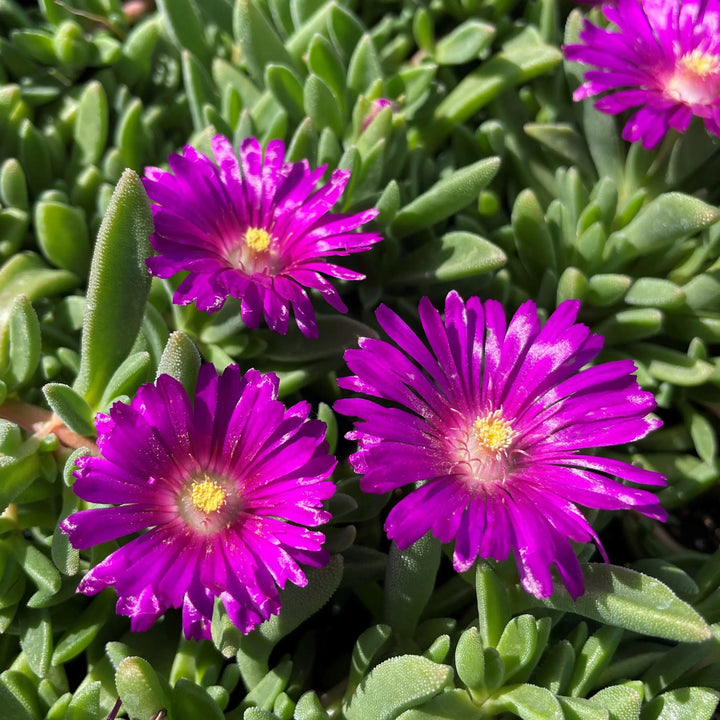 Organic Delosperma Cooperi Flower Seeds for Planting – Heirloom, Non-GMO