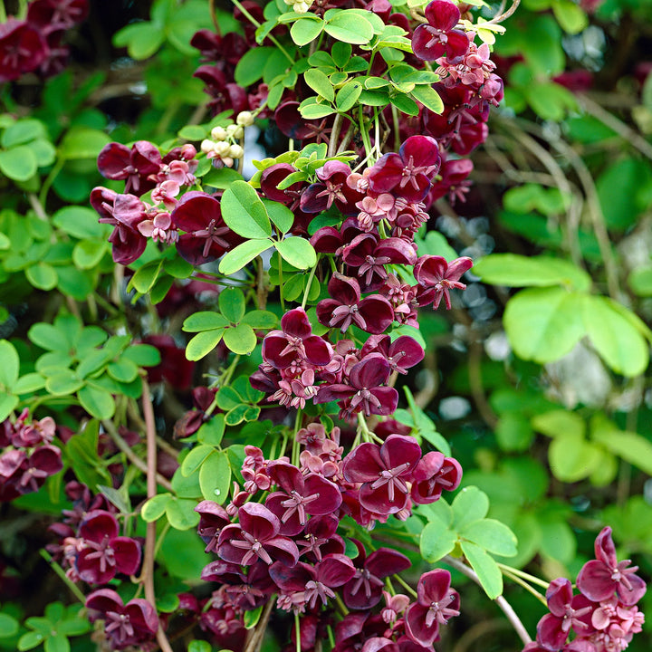 Chocolate Clematis Flower Seeds for Planting, 100 pcs