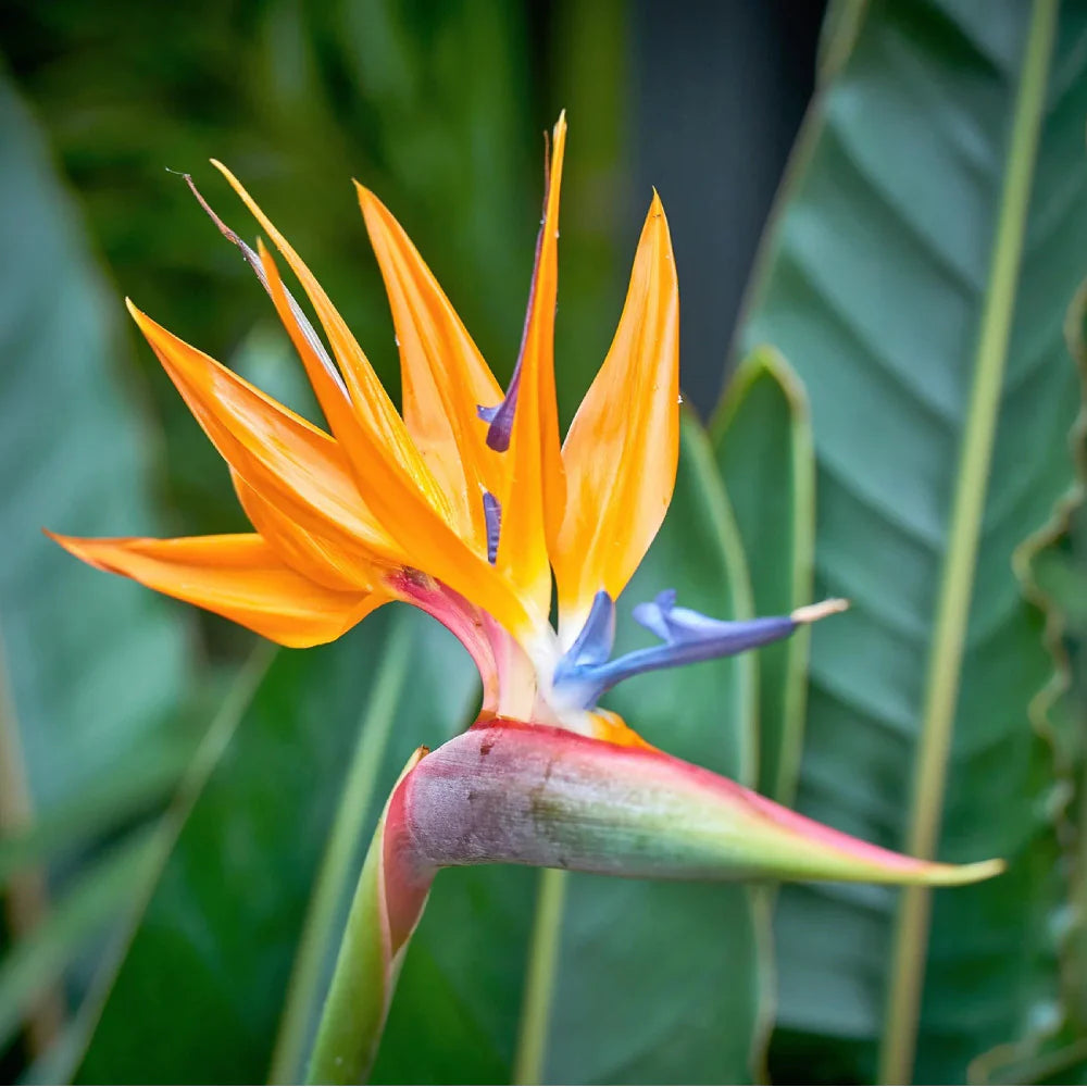 Heirloom Non-GMO Paradise Flower Seeds | Exotic Bird of Paradise Flower Seeds for Tropical Gardens