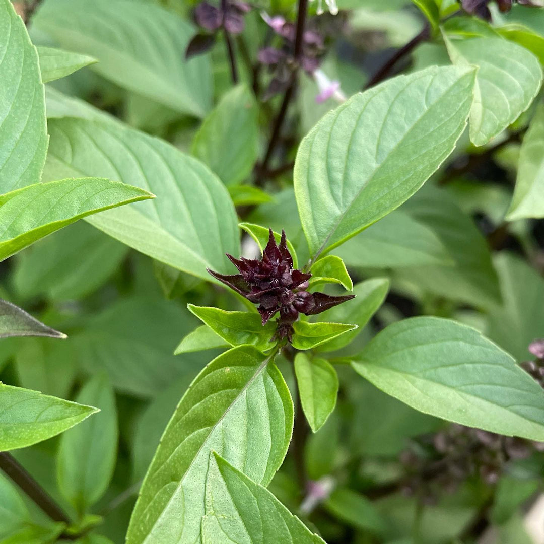 Basil Flower Seeds for Planting - 100 pcs