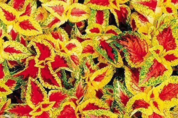 Coleus Plant Seeds Yellow Red for Planting 100 pcs