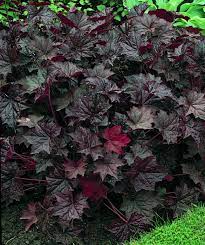 Purple Coral Bells Plant Seeds for Planting - 100 pcs