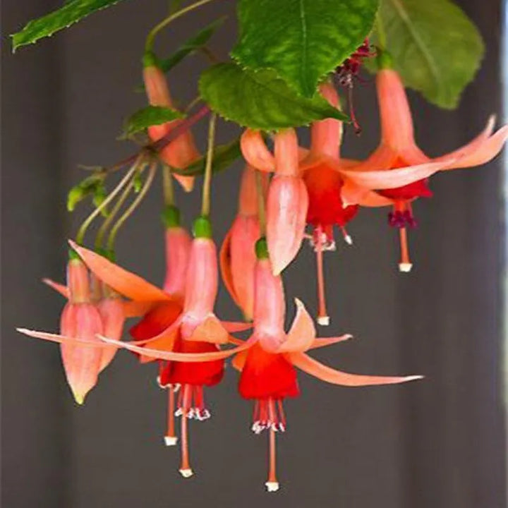 Orange Fuchsia Hybrida Blomsterfrø 100 stk