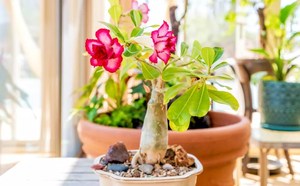 desert rose flower seeds