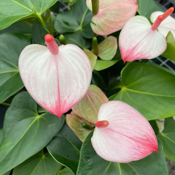 Heirloom Anthurium Princess Amalia Elegance Flower Seeds for Planting – Non-GMO, High Germination Organic Garden Seeds