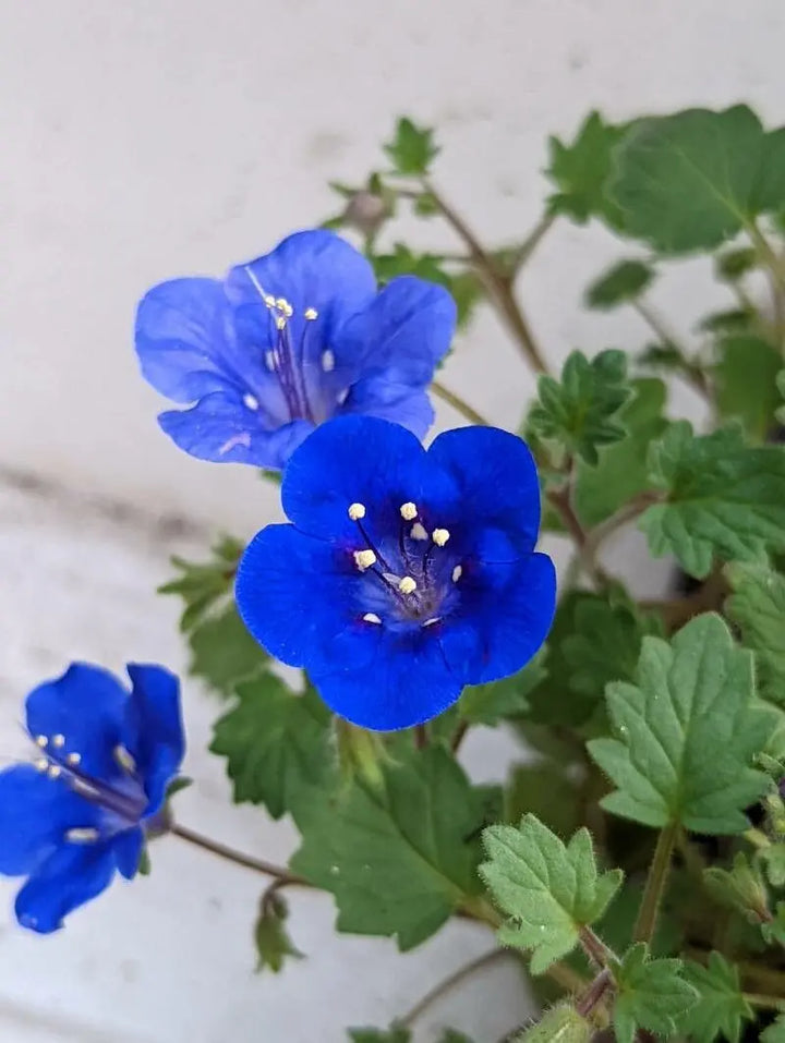Heirloom Non-GMO Phacelia Campanularia Flower Seeds for Planting – Vibrant Blue Pollinator-Friendly Blooms