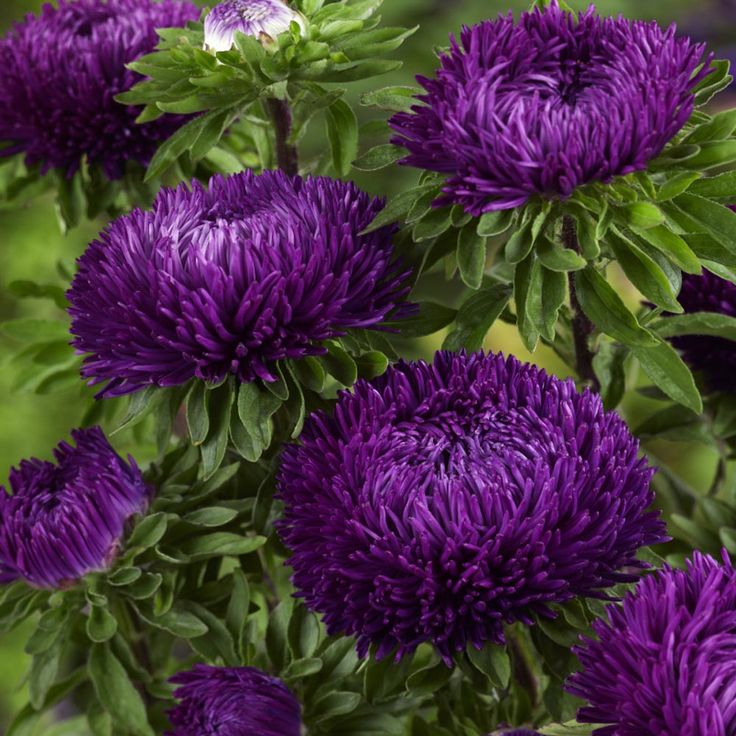 Purple Callistephus Flower Seeds - 100 pcs