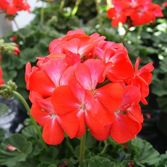 Geranium Blomsterfrø til Plantning Mørk Orange 100 stk