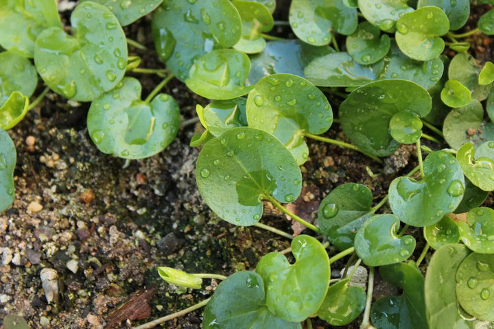 Dichondra Repen Plant Seeds – Heirloom, Non-GMO, Lush Ground Cover for Garden and Landscape Planting