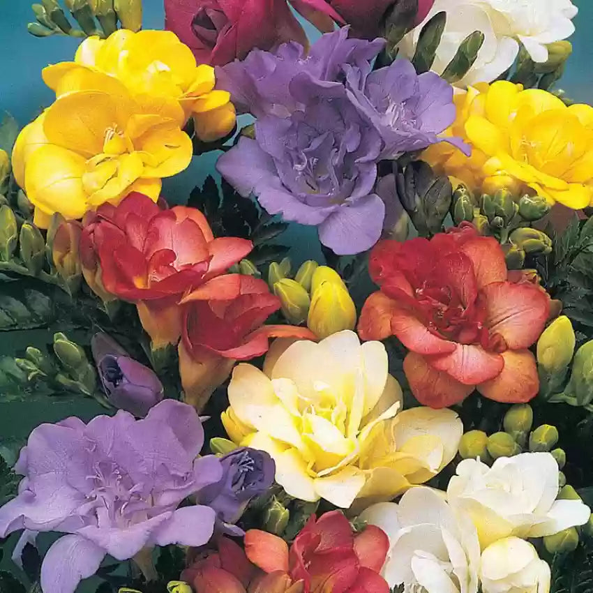 Multi Freesia blomsterfrø til udplantning, friske, 100 stk