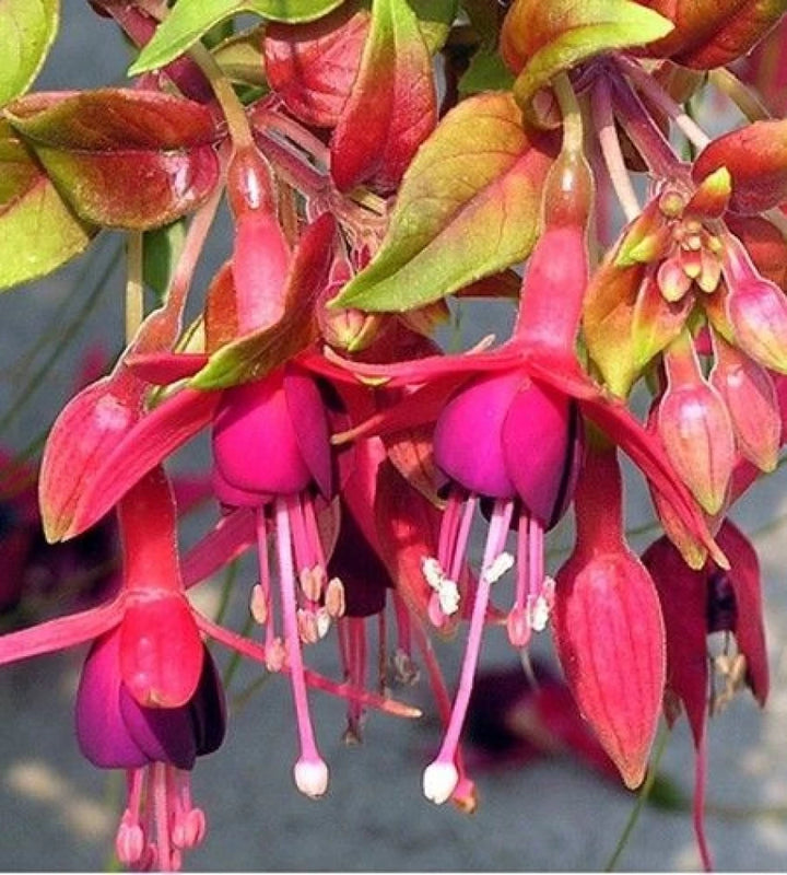 Friske Fuchsia blomsterfrø til udplantning, rødgrønne 100 stk