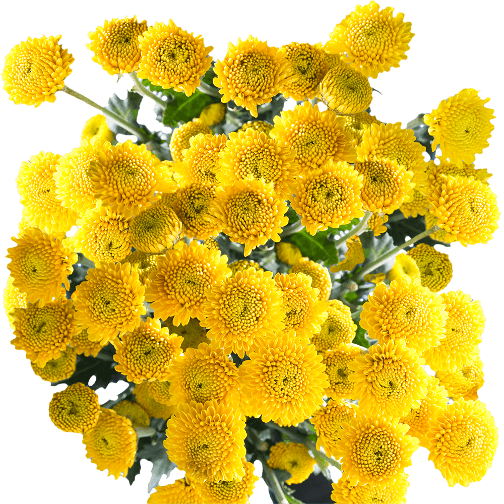 Yellow Button Flower Seeds for Planting - 100 pcs