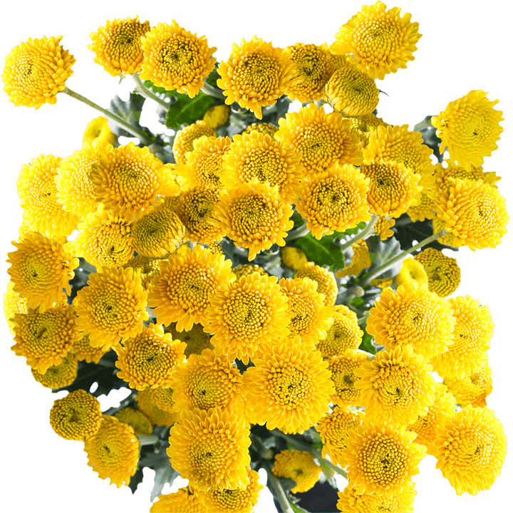 Yellow Button Flower Seeds for Planting - 100 pcs