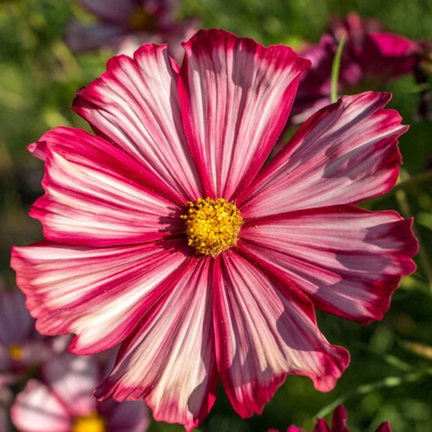 Cosmos Velouette Flower Seeds for Planting
