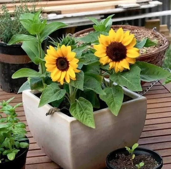 Fresh Mini Sunflower Seeds for Planting, Yellow 100 pcs