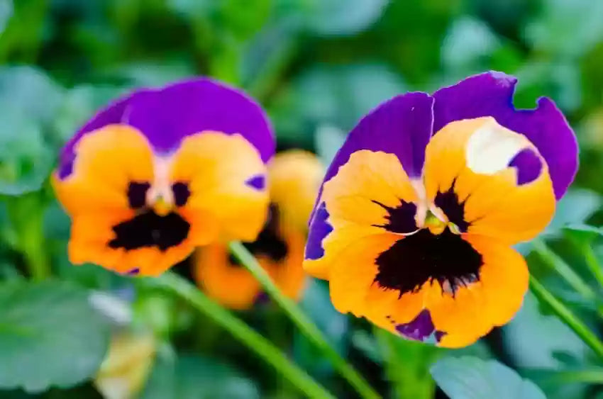 Pansy Flower Seeds for Planting, Violet & Orange, 100 pcs