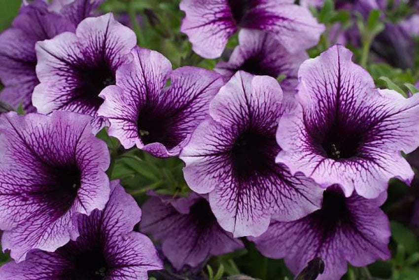 Lavender Petunia Flower Seeds 100 pcs