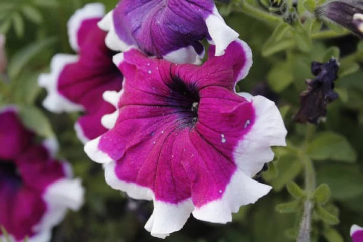 Thick Pink & White Petunia Flower Seeds – Heirloom Non-GMO Seeds for Garden Planting
