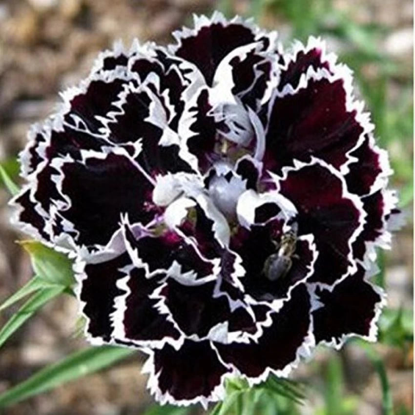 Heirloom Non-GMO Carnation Flower Seeds for Planting – Fragrant Blooms, High Germination Organic Garden Seeds