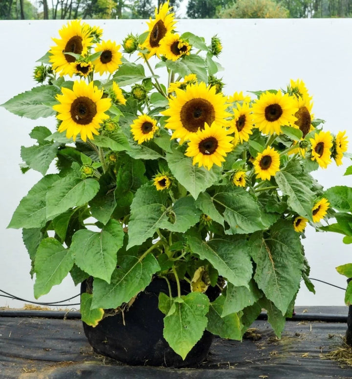 Fresh Mini Sunflower Seeds for Planting, Yellow 100 pcs