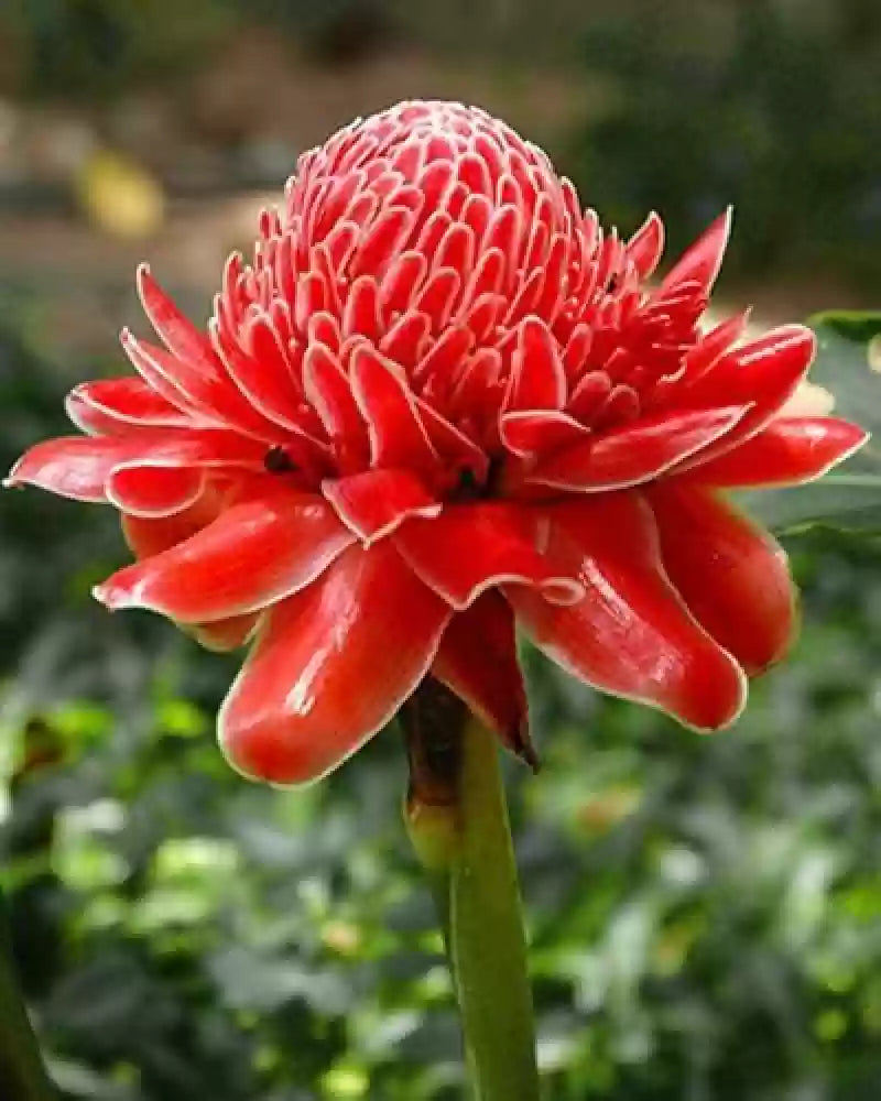 Etlingera Elatior Flower Seeds for Planting – 100 pcs, Heirloom, Non-GMO, High Germination
