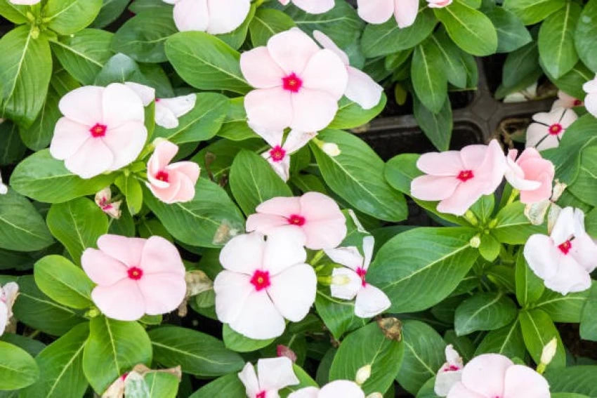 Hvide Vinca Rosea Blomsterfrø til udplantning - 100 stk