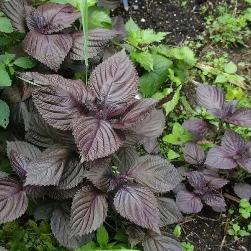 Wild Basil Beefsteak (Perilla) Seeds for Planting-Aromatic Herb and Flavorful Gardens 100 pcs