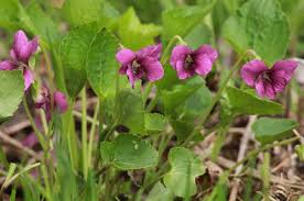 pink viola flower seeds