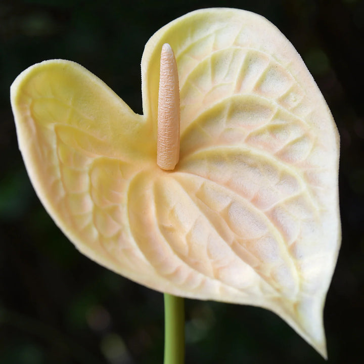 Anthurium Andraeanu Cream Flower Seeds for Planting 100 pcs