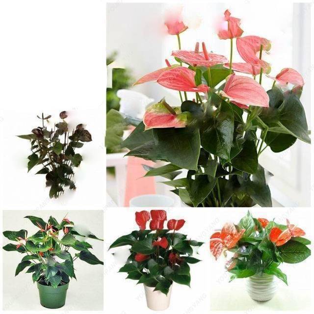 Anthurium Andraeanu Mixed Flower Seeds for Planting 100 pcs