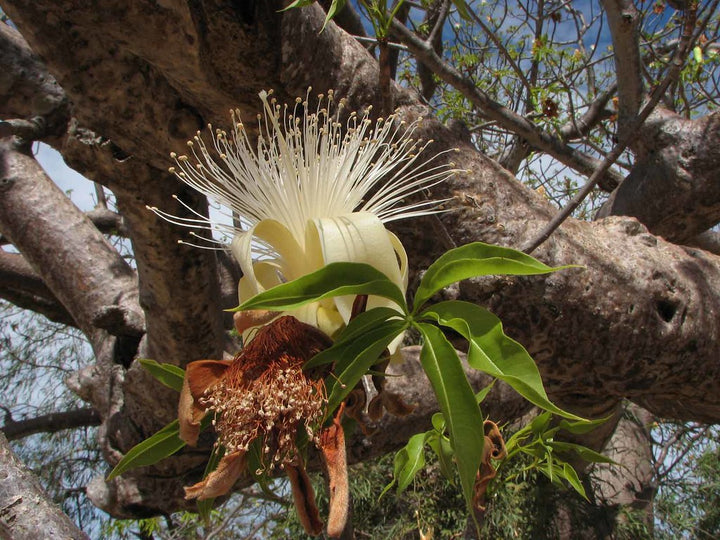 Adansonia Gregorii Plantefrø til udplantning 100 stk