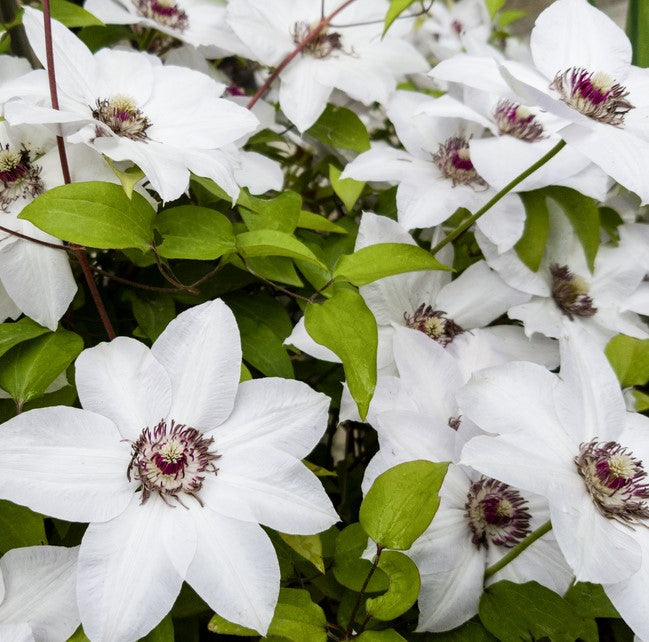 Brown White Clematis Flower Seeds for Planting – Heirloom, Non-GMO, High Germination Unique Climbing Vine Seeds