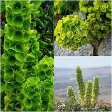 bells flower flower seeds