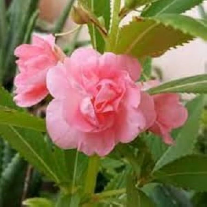 Peach Balsam Flower Seeds 100 pcs