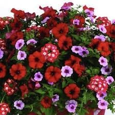 heirloom non flower seeds