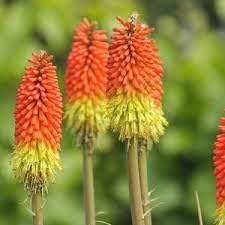 fresh caulescens flower seeds