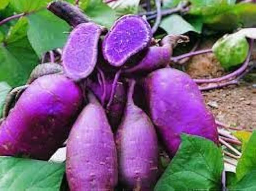 purple molokai flower seeds