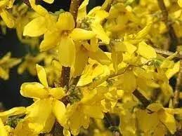 forsythia flower flower seeds