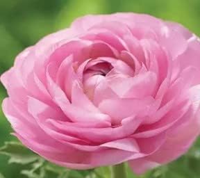 Flower Seeds, Seeds for Planting, Plant Seeds