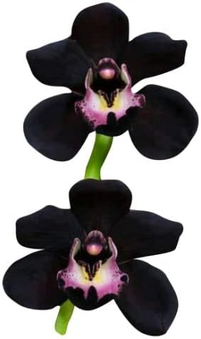Flower Seeds, Seeds for Planting, Plant Seeds