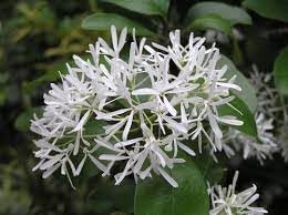 Flower Seeds, Seeds for Planting, Plant Seeds