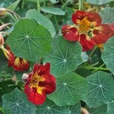 Flower Seeds, Seeds for Planting, Plant Seeds