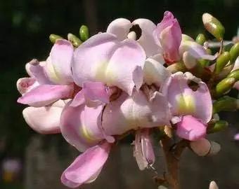 fresh gliricidia flower seeds