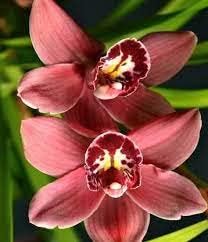 Flower Seeds, Seeds for Planting, Plant Seeds